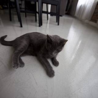 Lazy Gray Cat on Hardwood Flooring