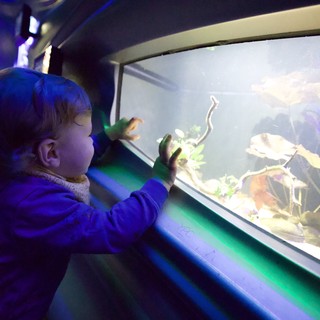 Young Child Discovers Marine Life at Aquarium Exhibit