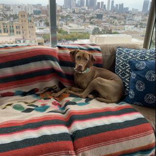 Cozy Canine on the City Couch