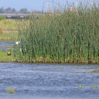 Wetland Birds Among Tall Reeds and Open Water