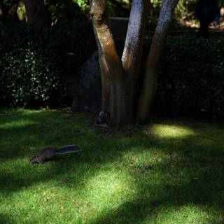 A Squirrel's Stroll in the Japanese Tea Garden