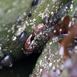 Colorful Shore Crab Hidden Among Intertidal Rocks