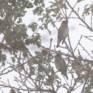 Cedar Waxwings Perched in Winter Tree