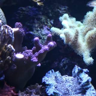 The Colorful Diversity of a Coral Reef