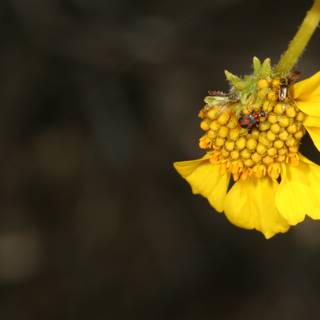 Ladybug on a Yellow Daisy