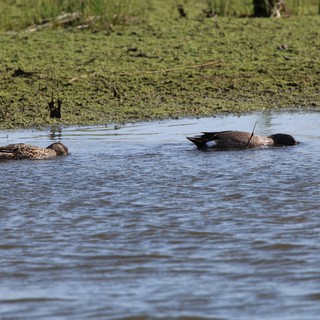 Blue-winged Teal Pair Swimming in Wetland Pond