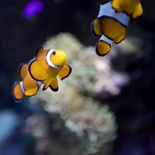 Two Amphiprion Swimming in their Underwater Paradise