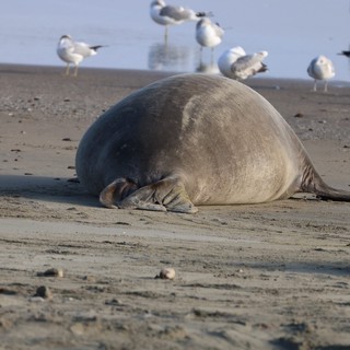Elephant Seal Resting on Drakes Beach with Seagulls