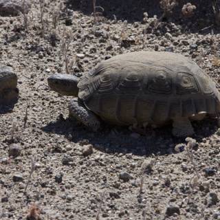 A Tortoise Trekking through the Desert