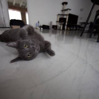 Cozy Cat Nap on Hardwood Floor