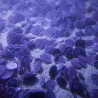 The Purple Sea Urchin Settlement
