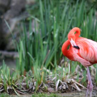 Graceful Flamingo in the Field
