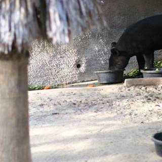 Hungry Black Bear Enjoying a Meal