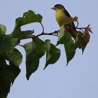 Lesser Goldfinch Perched on Birch Tree Branch