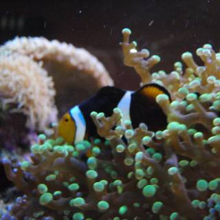 Anemone Clownfish in the Coral Reef