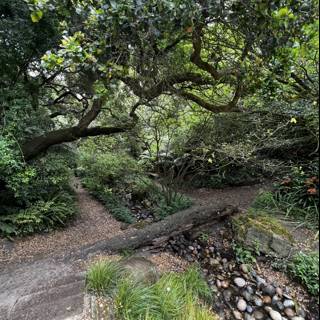 A Serene Path Through the Woodland