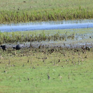 American Coots Foraging in Flooded Rice Field Wetland
