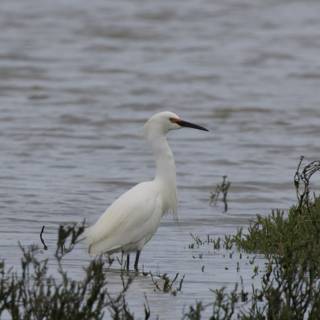 Serene Heron at Water's Edge