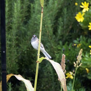 Dark-Eyed Junco Singing in the Rain
