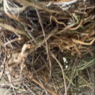 Nature's Cradle
