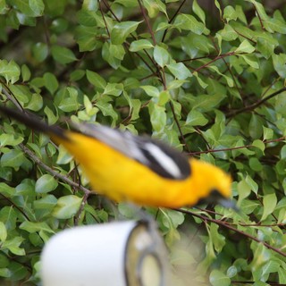 Baltimore Oriole in Flight Through Green Foliage