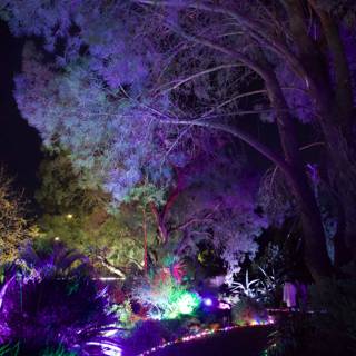 Enchanted Nocturnal Stroll