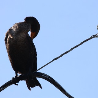 Double-Crested Cormorant Preening on Power Lines at Dusk