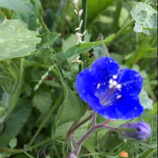 Blue Geranium Flower in Altadena