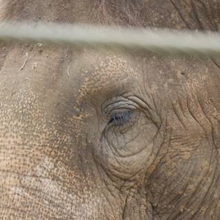 Glimpse into the Soul - The Elephant at Honolulu Zoo