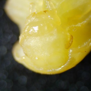 Extreme Macro: Yellow Corn Kernel Under Microscope