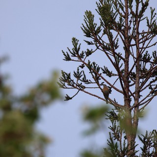 forest or natural area with evergreen trees