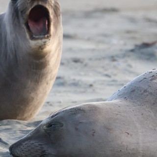 Elephant Seal Calling Out at Drakes Beach Colony