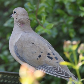Mourning Dove Perched in Garden Foliage