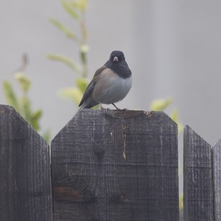 Dark-Eyed Junco Perched on Weathered Garden Fence