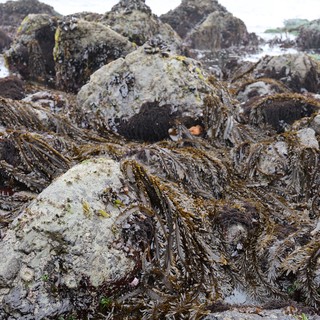 Rocky Intertidal Zone Draped in Wet Seaweed