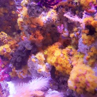 Diversity of Corals in a Vibrant Coral Reef
