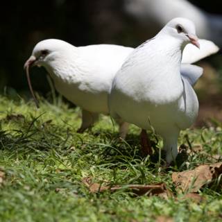 Graceful Duo: White Doves at Honolulu Zoo