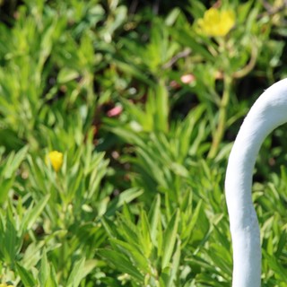 Great Egret Portrait Among Wildflowers in Wetland