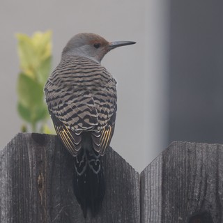 Northern Flicker Perched on Weathered Wooden Fence