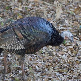 Morning Stroll of a Carmel Valley Wild Turkey