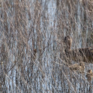 Camouflaged Bird Hidden Among Winter Reeds at Dusk