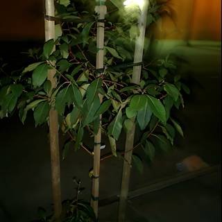 Illuminated Foliage of Marcus' Bamboo Tree
