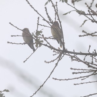 Two Birds Perched on Bare Winter Branches