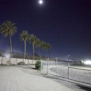 Moonlit Palms at Coachella