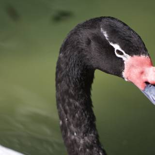 The Enigmatic Black Swan