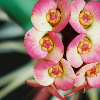 Pink Begonia Flower in Detail