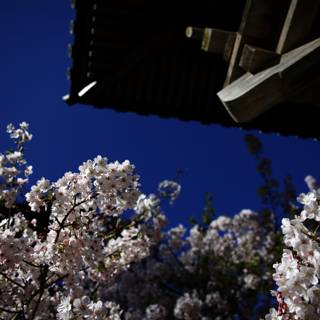 Cherry Blossom Serenity at the Japanese Tea Garden