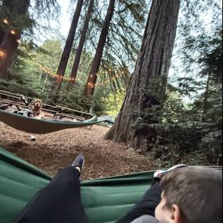 Tranquil Moments in the Redwood Grove