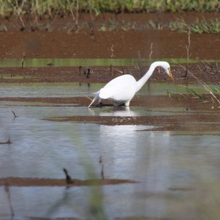 Great Egret Hunting in Flooded Agricultural Field