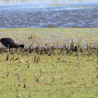 American Coot Foraging in Flooded Rice Stubble Field